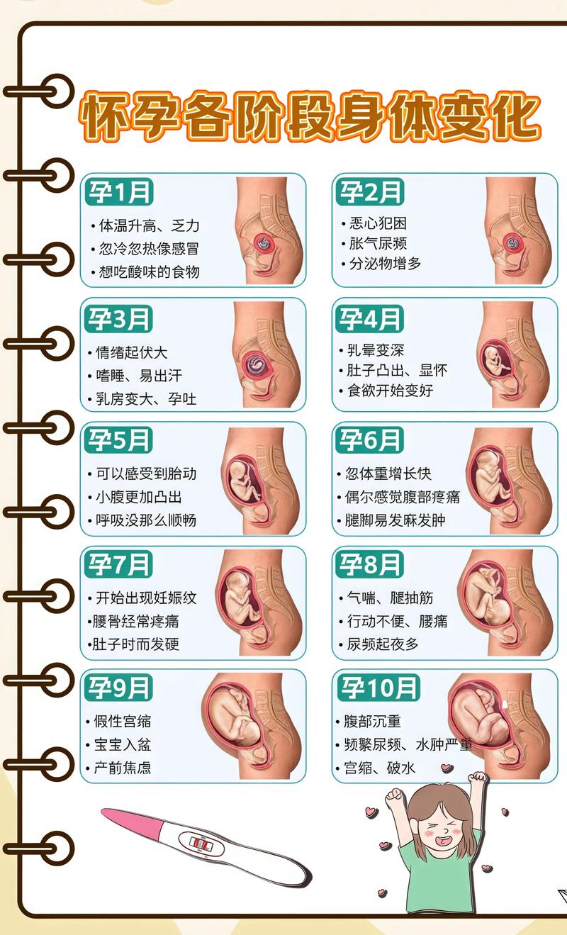 揭秘供卵代孕妈妈怀孕小腹分两节，孕期变化的奥秘开州代生机构: